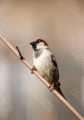 Sparrow