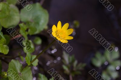 Caltha palustris