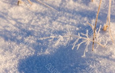 hoarfrost on dry grass