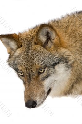 wolf