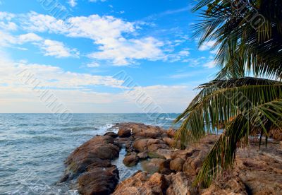 Stones on the sea and palm tree