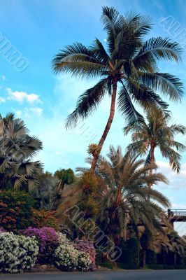 Palm tree garden