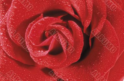 Red roses