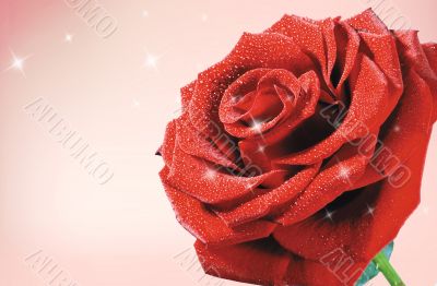 Red roses 1