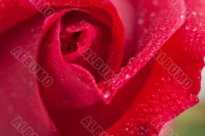 Beautiful Red Rose