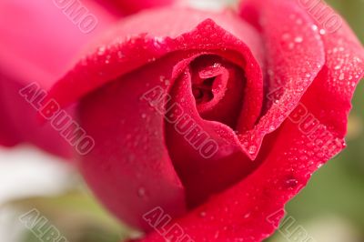 Beautiful Red Rose