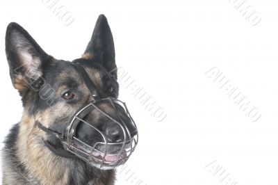 dog on white background