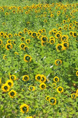 Sunflowers field