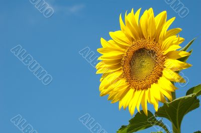 A lovely sunflower