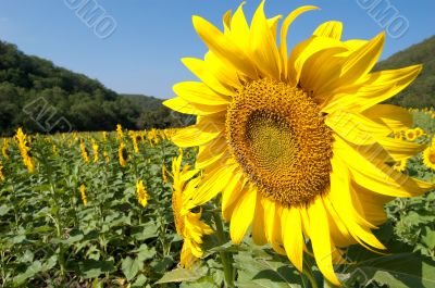 Sunflowers field