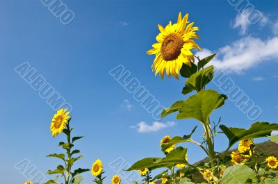 A couple of sunflowers