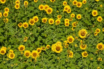 Hill of sunflowers