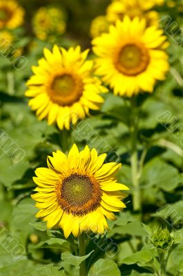 Sunflowers