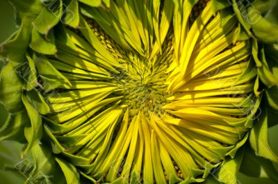 Close up of the sunflower bloom