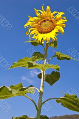 A tall sunflower