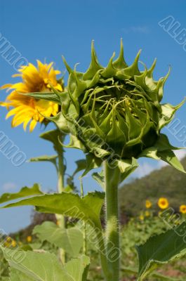 A young sunflower