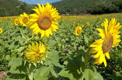 Sunflowers Family