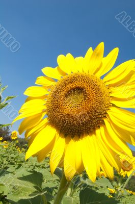 Glowing sunflower