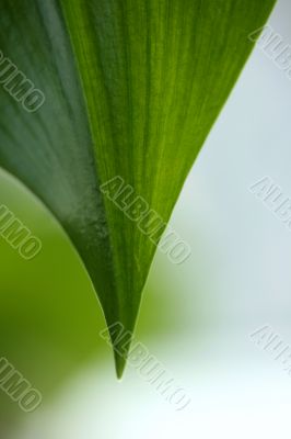 pice of big green leaf