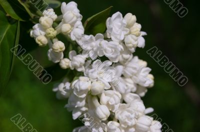 White lilac