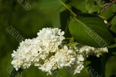 White lilac