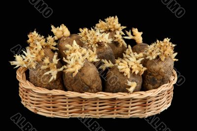 The sprouted tubers of a potato