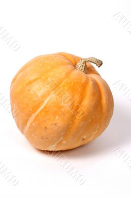 Colorful  pumpkin on the white background