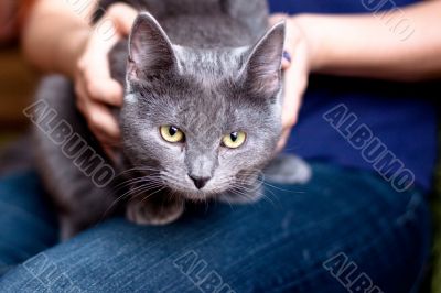 grey cat