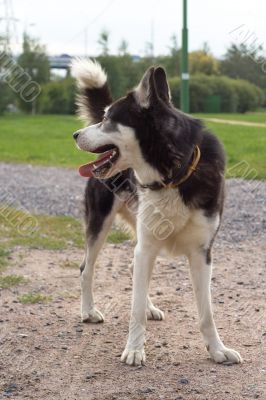Husky in the park