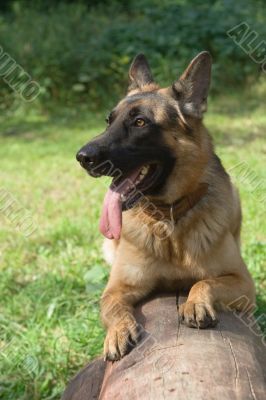 German shepherd