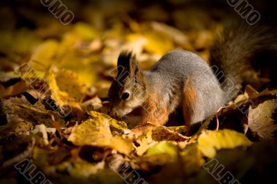 squirrel