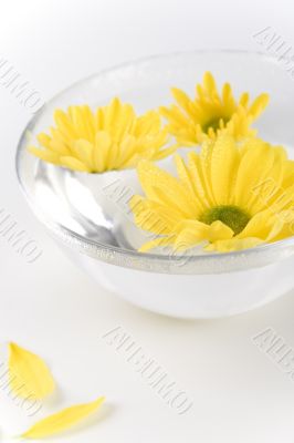 yellow flowers
