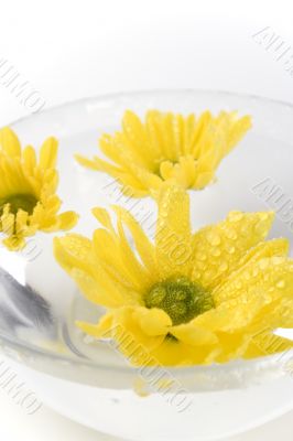 yellow flowers