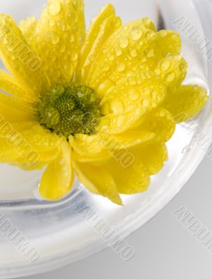 yellow flower