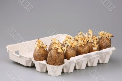 The sprouted tubers of a potato