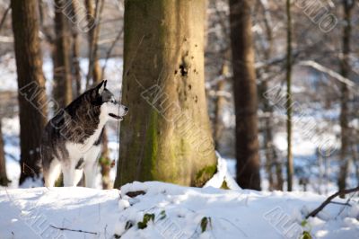 Crossbreed Huskey Malamut in the snow looking aside