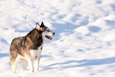 Crossbreed Huskey Malamut in a field of snow