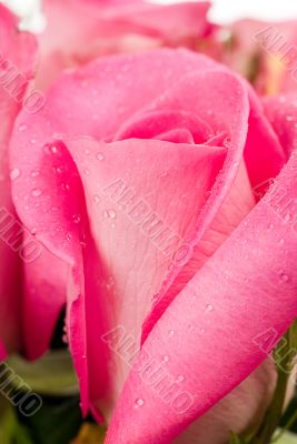 Macro Rose