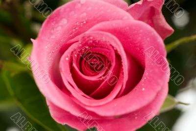 Single Rose