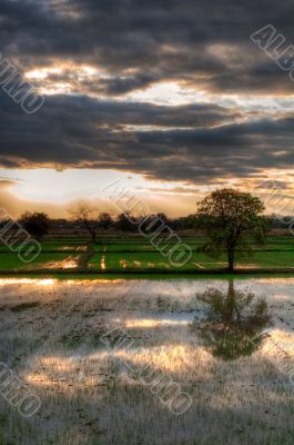Dramatic Scene of The Ricefield