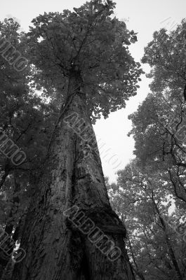 Giant Tree Trunk - Infrared