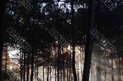 Waking the forrest