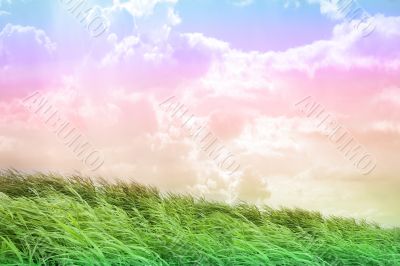 landscape
