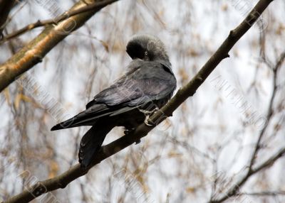 jackdaw on a tree branch