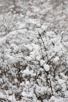 branch of baccate bush in to snow