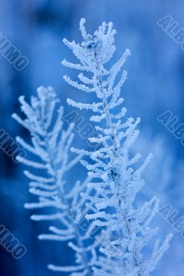 Winter in blue tones