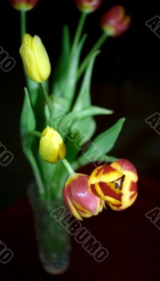 Bouquet of tulips