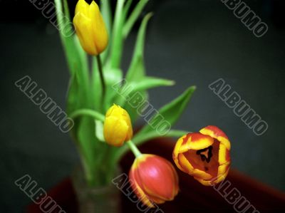 Four tulips on dark background