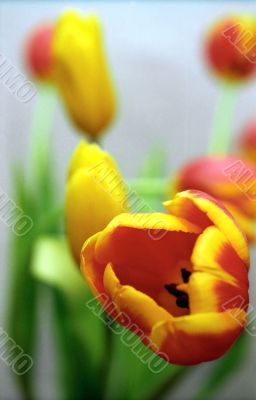 Tulip soft background