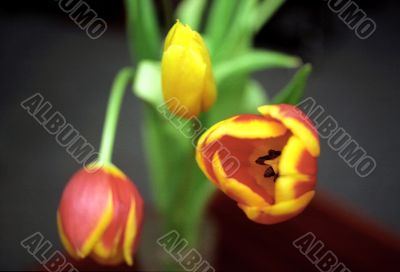 Tulips on dark background